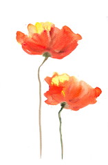 Acrylic color painting of poppy flowers on white