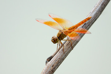 Image of dragonfly perched on a tree branch