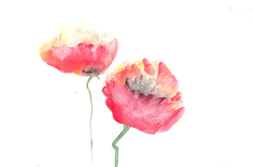 Acrylic color painting of poppy flowers on white