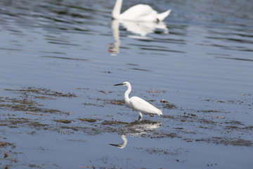 White Egret in the swamp