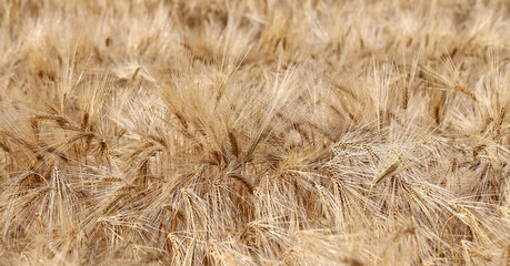 background of ripe wheat ears in the field in summer