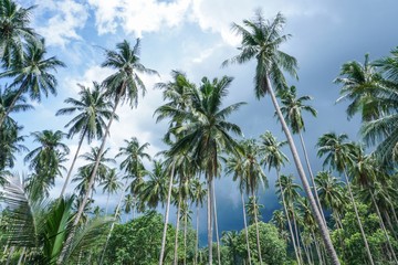 Obraz premium Palm trees against stormy sky