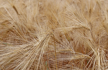 ripe wheat ears in the field in summer