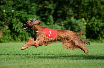 Afghanischer Windhund beim Lure Coursing