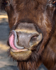 The European bison (Bison bonasus).
