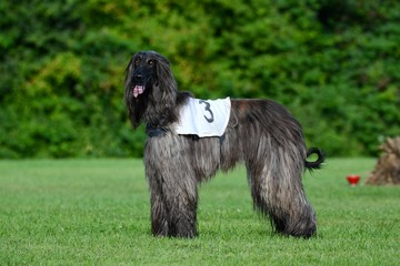 zufriedener Afghanischer Windhund nach einem Lure Coursinglauf