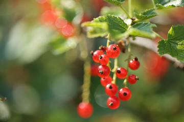 Red currants in the garden isolated on green nature background with copy space