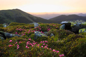flowering rhodonendron in the Carpathians
