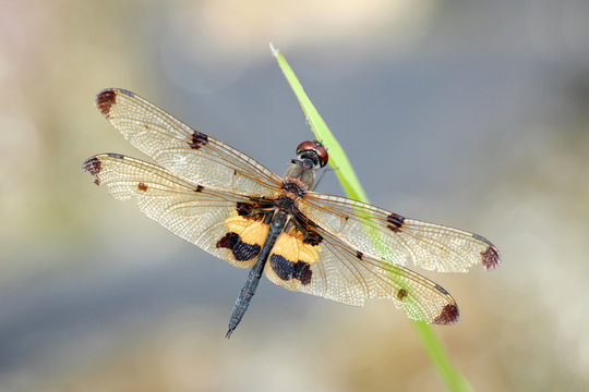Image of dragonfly perched on grass green
