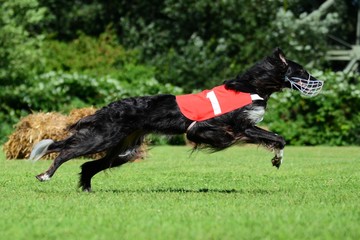 Barsoi beim Lure Coursing