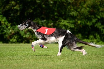 Barsoi beim Lure Coursing