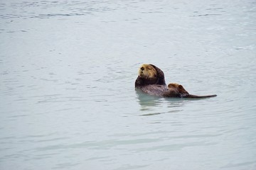 Wild sea otter in the water in alaska