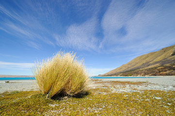 brach grass with blue sky - strandhafer vor blauem Himmel