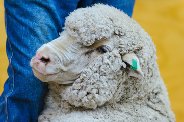 sheep farming wool sheep shearing