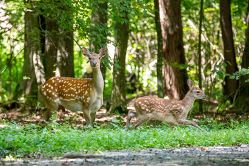 Wounded deer mother with two newborn calf crosses the road. Wildlife series.