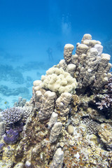 Naklejka na ściany i meble Coral reef with hard coral in tropical sea, underwater