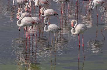 Naklejka premium Greater flamingos in Ras Al Khor wildlife sanctuary