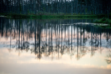 abstract reflections of the trees in the water