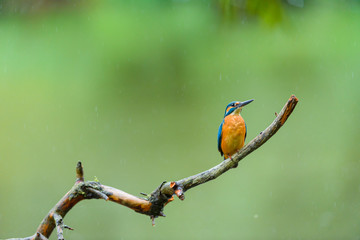 Eisvogel auf Ansitz Ast - kingfisher on branch 
