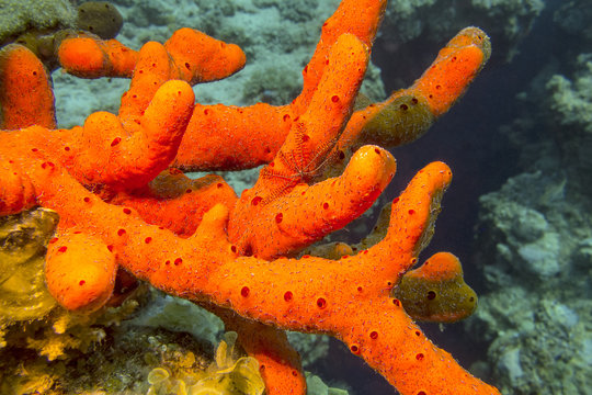 Sea sponge with brittle starfish , underwater