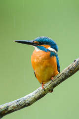 Eisvogel auf Ansitz Ast - kingfisher 