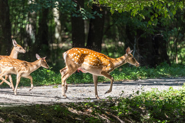 Wounded deer mother with two newborn calf crosses the road. Wildlife series.