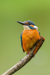 Eisvogel - kingfisher