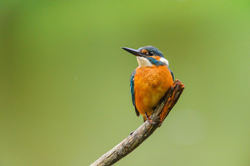 Eisvogel - kingfisher