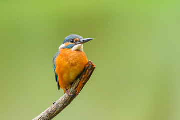 Eisvogel - kingfisher