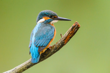 Eisvogel - kingfisher
