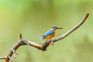 Eisvogel - kingfisher