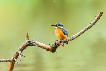Eisvogel - kingfisher