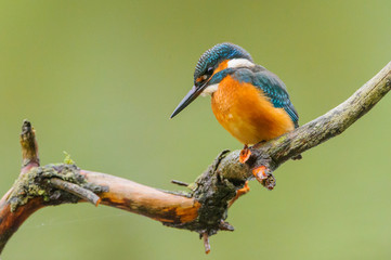 Eisvogel - kingfisher