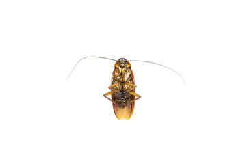dead cockroach isolate on white background,Cockroaches as carriers of disease