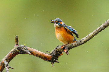 Eisvogel - kingfisher