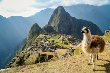Foto op Plexiglas Machu Picchu Lama en Machu Picchu