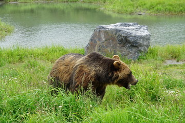 A brown bear in the grass in Alaska