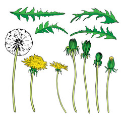 Fototapeta na wymiar Dandelion flower, bud, leaves vector colorful botanical sketch hand drawn isolated on white, vintage romantic style for greeting card, package cosmetic, page magazines, web sites, wedding invitations