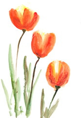 Orange tulip flowers on white, acrylic color painting, impressionism style