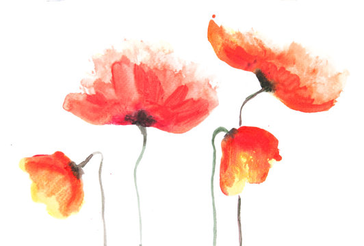 Red poppy flowers on white, acrylic color painting, impressionism style