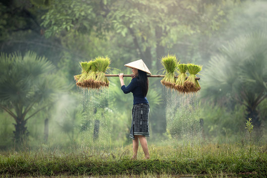 Woman Farmers grow rice in the rainy season. They were soaked with water and mud to be prepared for planting. wait three months to harvest crops