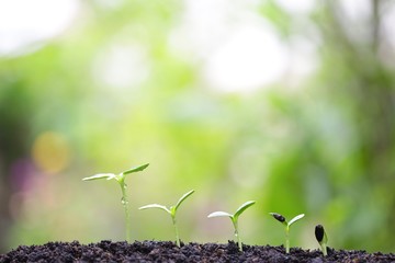 Growing plants