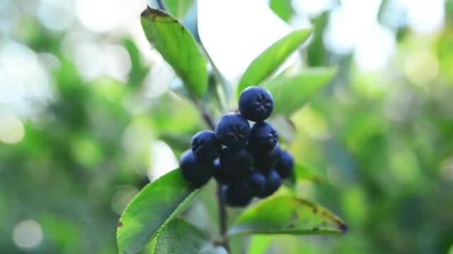 Fruitful aronia berry branch against sunlight in the orchard