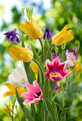 image of beautiful flowers in the garden closeup - obrazy, fototapety, plakaty