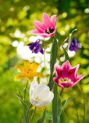 image of beautiful flowers in the garden closeup