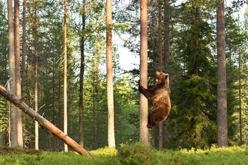 Naklejka premium Brown bear climbing on tree in forest