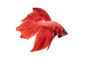 Obraz premium Beautiful movements of the Siamese fighting fish.
