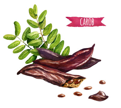 Carob, watercolor illustration with clipping paths