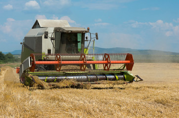 Obraz premium Combine harvesting wheat. Harvest.