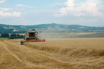 Fototapeta premium Combine harvesting wheat. Harvest.